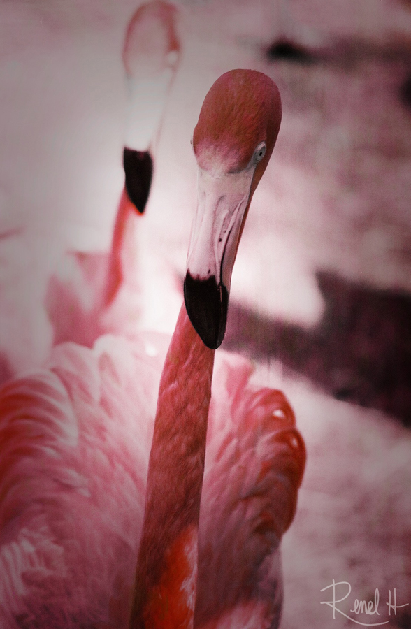 Flamingo 0053311-R3-010-3A-tagged