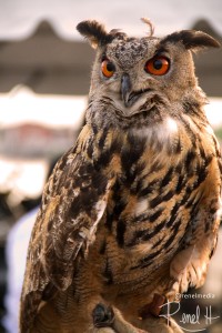 Owl Eyes - www.renelholton.com