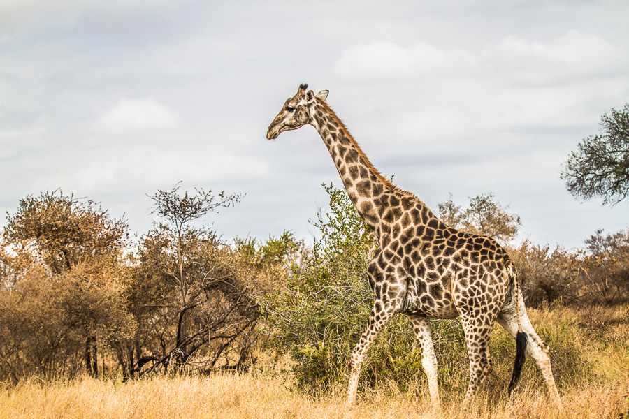 Giraffe in Kruger National Park - photo by Renel Holton - www.renelholton.com