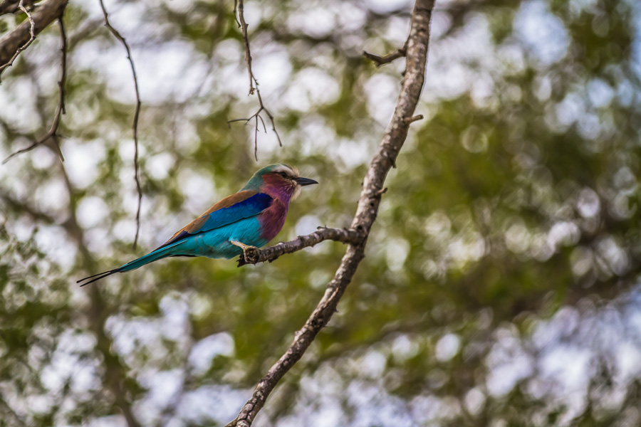 Lilac-breasted roller in Kruger National Park - photo by Renel Holton - www.renelholton.com