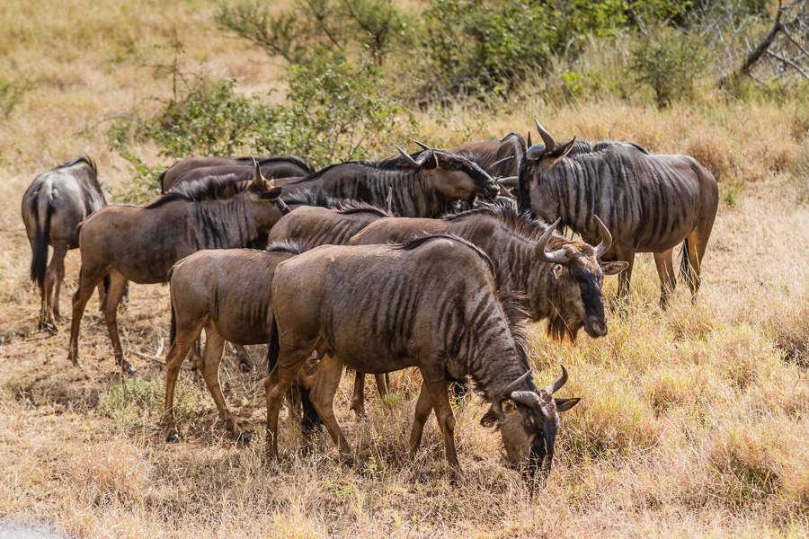 Wildebeest in Kruger National Park - photo by Renel Holton - www.renelholton.com
